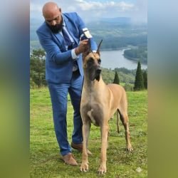 DogsIndia.com - Great Dane at Stud - Kisli (Mili Gandhi)