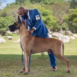 DogsIndia.com - Great Dane at Stud - Kisli (Mili Gandhi)