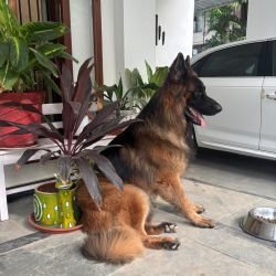 DogsIndia.com - GSD at Stud - Arvind