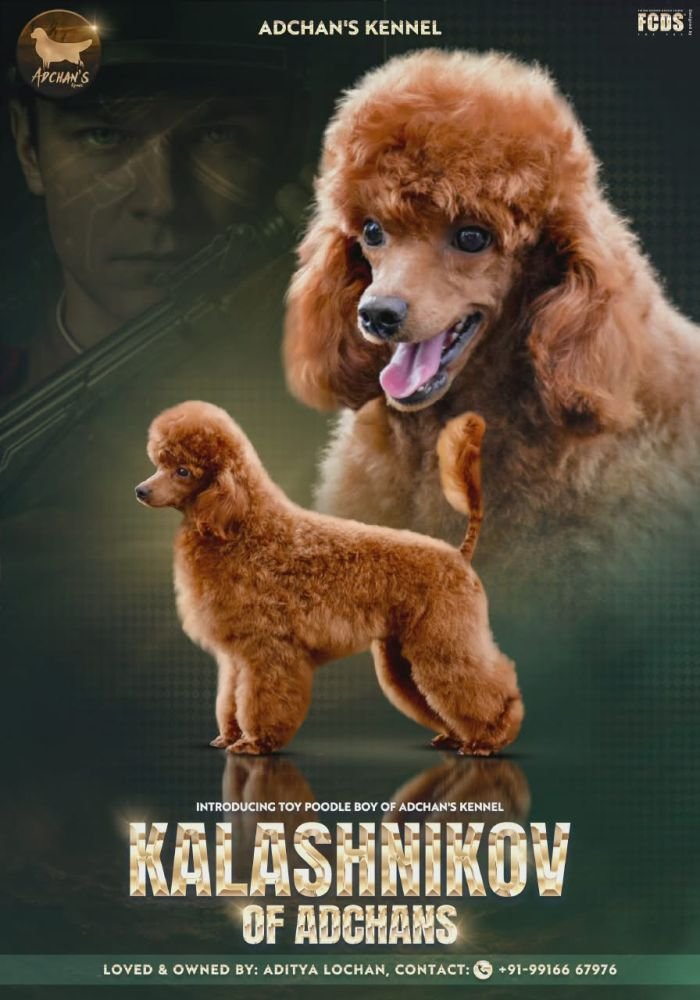 DogsIndia.com - Toy Poodle at Stud - Adchans