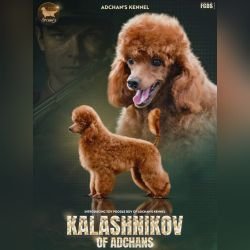 DogsIndia.com - Toy Poodle at Stud - Adchans