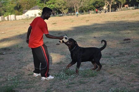 Stud Service - Rottweiler - Kambrix Rottweiler Kennels