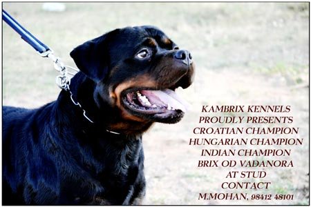 Stud Service - Rottweiler - Kambrix Rottweiler Kennels