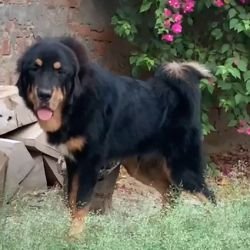 DogsIndia.com - Tibetan Mastiff - Monu Garg