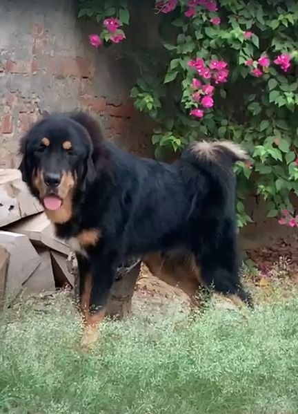 DogsIndia.com - Tibetan Mastiff - Monu Garg