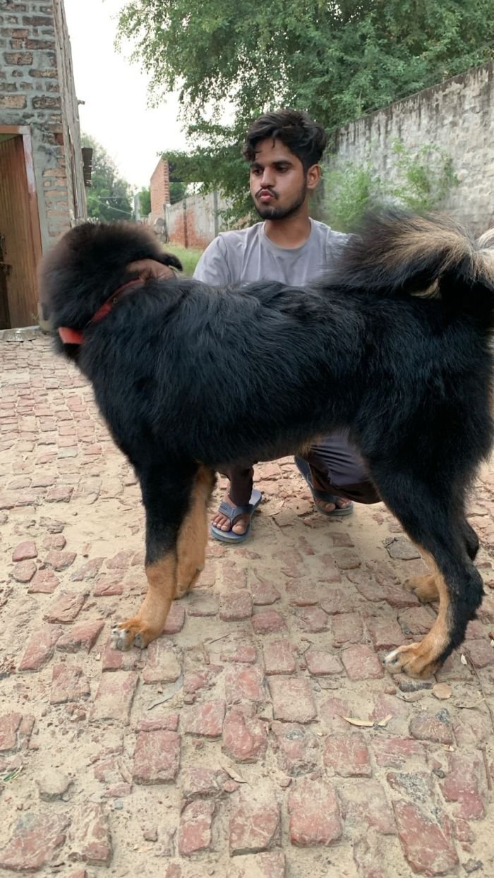 DogsIndia.com - Tibetan Mastiff - Monu Garg