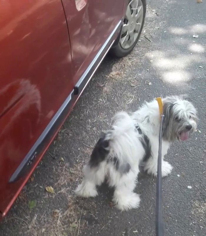 DogsIndia.com - Tibetan Terrier - Chandrasekaran