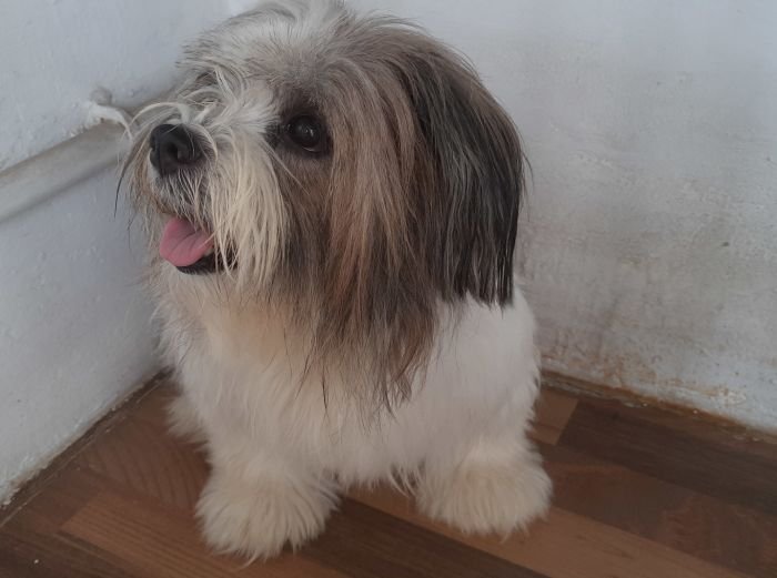 DogsIndia.com - Tibetan Terrier - Chandrasekaran