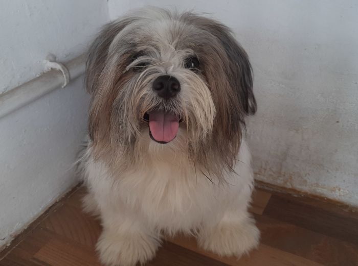 DogsIndia.com - Tibetan Terrier - Chandrasekaran