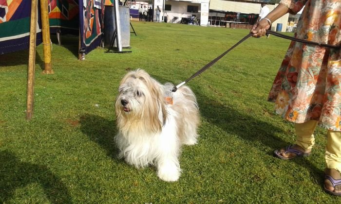 DogsIndia.com - Tibetan Terrier - Chandrasekaran