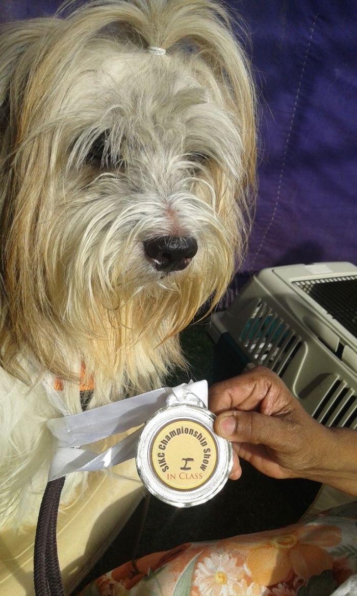 DogsIndia.com - Tibetan Terrier - Chandrasekaran