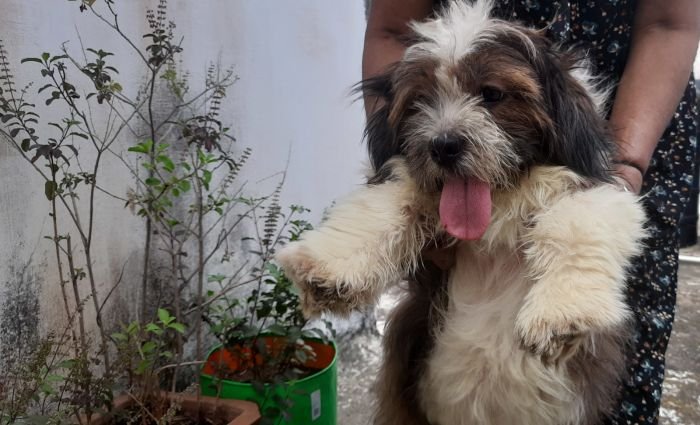DogsIndia.com - Tibetan Terrier - Chandrasekaran