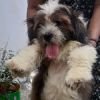 DogsIndia.com - Tibetan Terrier - Chandrasekaran