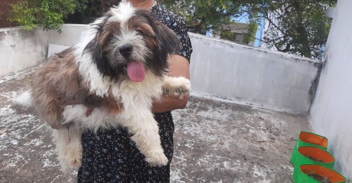 DogsIndia.com - Tibetan Terrier - Chandrasekaran