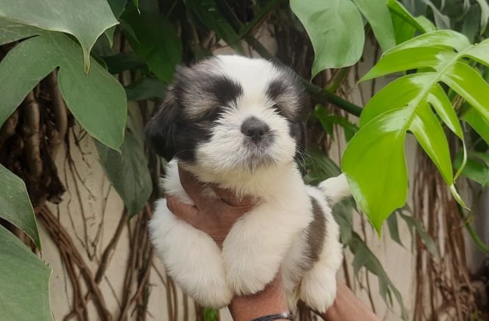 DogsIndia.com - Tibetan Terrier - Chandrasekaran