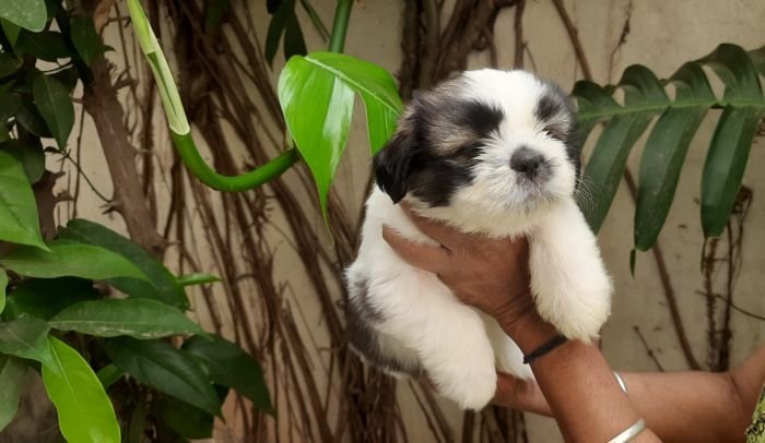 DogsIndia.com - Tibetan Terrier - Chandrasekaran