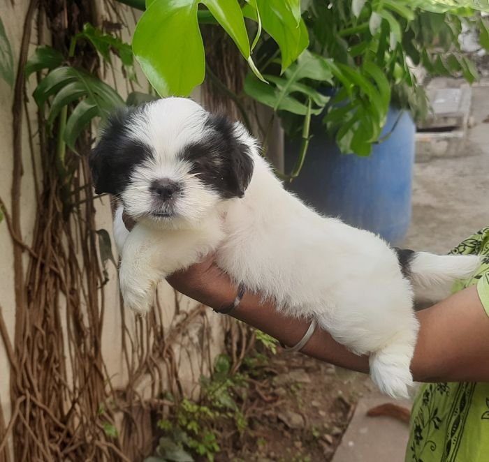 DogsIndia.com - Tibetan Terrier - Chandrasekaran