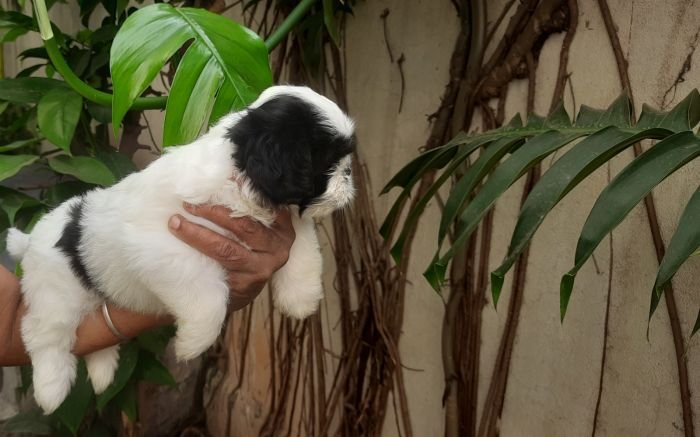 DogsIndia.com - Tibetan Terrier - Chandrasekaran