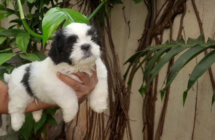 DogsIndia.com - Tibetan Terrier - Chandrasekaran