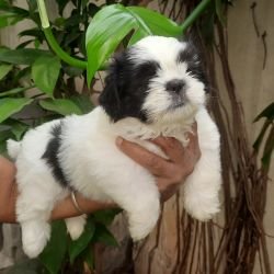 DogsIndia.com - Tibetan Terrier - Chandrasekaran