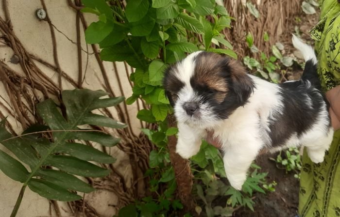 DogsIndia.com - Tibetan Terrier - Chandrasekaran