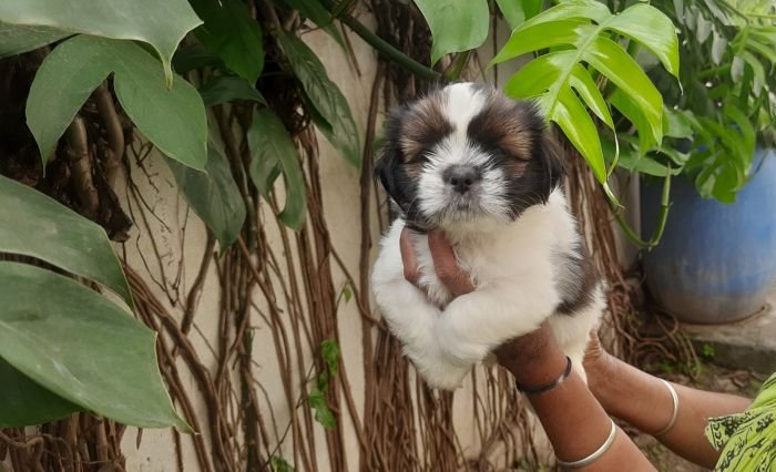 DogsIndia.com - Tibetan Terrier - Chandrasekaran