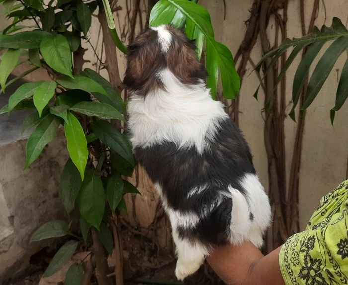 DogsIndia.com - Tibetan Terrier - Chandrasekaran