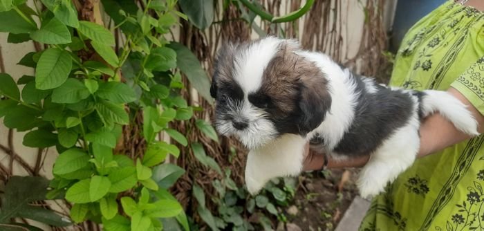 DogsIndia.com - Tibetan Terrier - Chandrasekaran