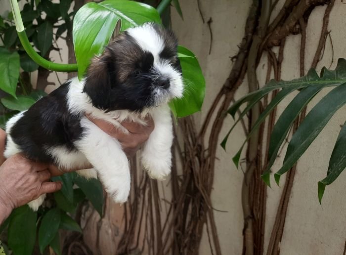 DogsIndia.com - Tibetan Terrier - Chandrasekaran