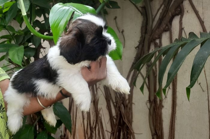 DogsIndia.com - Tibetan Terrier - Chandrasekaran