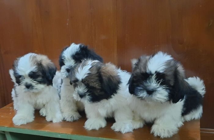 DogsIndia.com - Tibetan Terrier - Chandrasekaran