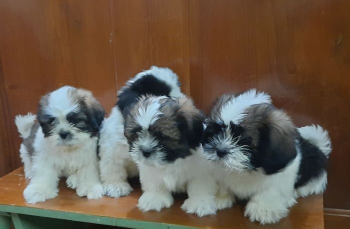 DogsIndia.com - Tibetan Terrier - Chandrasekaran