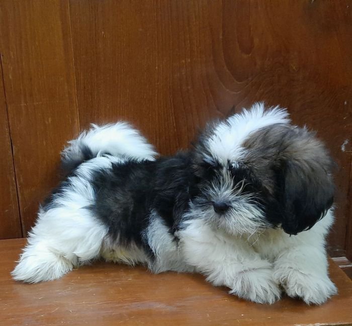 DogsIndia.com - Tibetan Terrier - Chandrasekaran