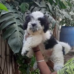 DogsIndia.com - Tibetan Terrier - Chandrasekaran