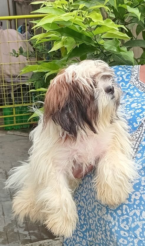 DogsIndia.com - Tibetan Terrier - Chandrasekaran