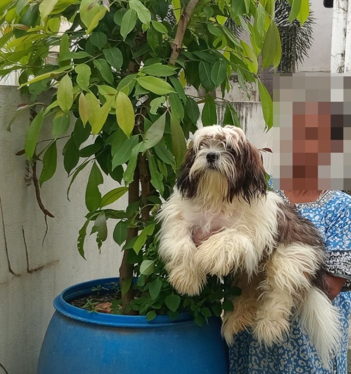 DogsIndia.com - Tibetan Terrier - Chandrasekaran