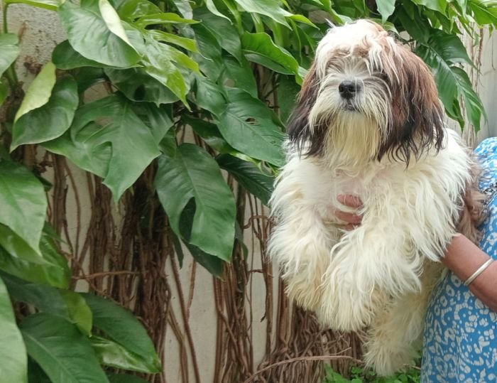 DogsIndia.com - Tibetan Terrier - Chandrasekaran