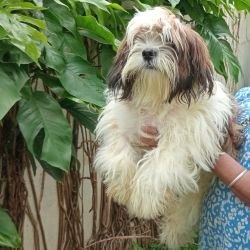 DogsIndia.com - Tibetan Terrier - Chandrasekaran