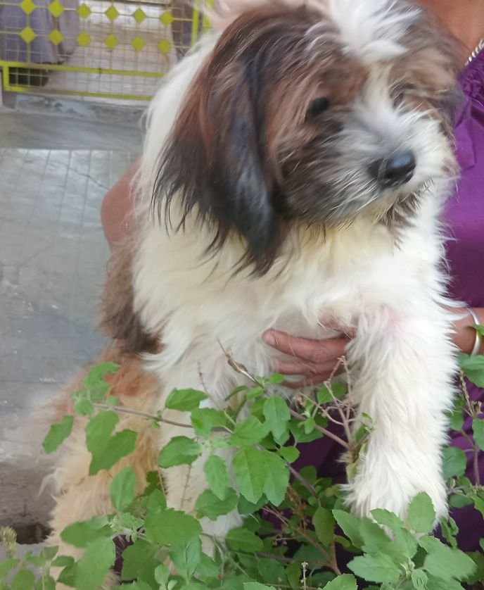 DogsIndia.com - Tibetan Terrier - Chandrasekaran