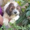 DogsIndia.com - Tibetan Terrier - Chandrasekaran