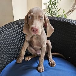 DogsIndia.com - Weimaraner - Ashok George