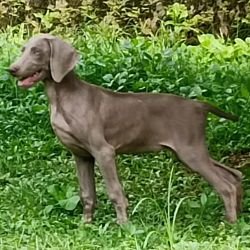 DogsIndia.com - Weimaraner - M.A. George