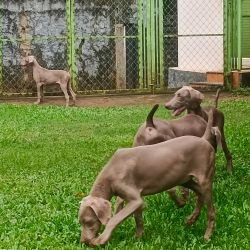 DogsIndia.com - Weimaraner - M.A. George