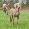 DogsIndia.com - Weimaraner - M.A. George