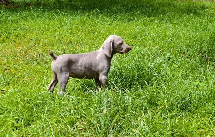 DogsIndia.com - Weimaraner - M.A. George