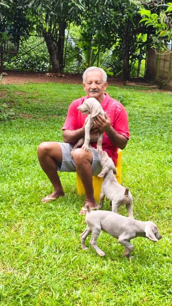 DogsIndia.com - Weimaraner - M.A. George