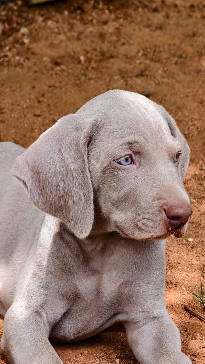DogsIndia.com - Weimaraner - M.A. George