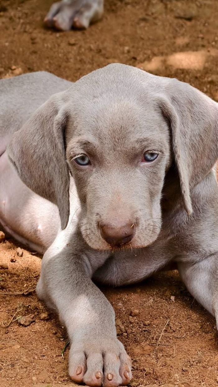 DogsIndia.com - Weimaraner - M.A. George