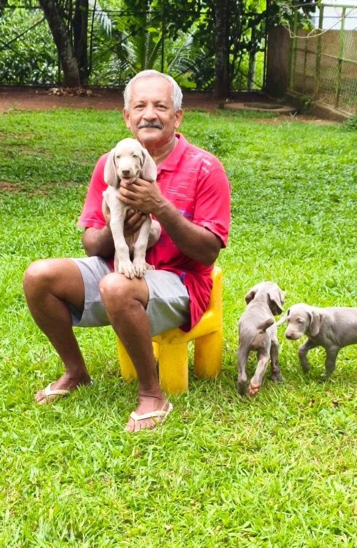 DogsIndia.com - Weimaraner - M.A. George