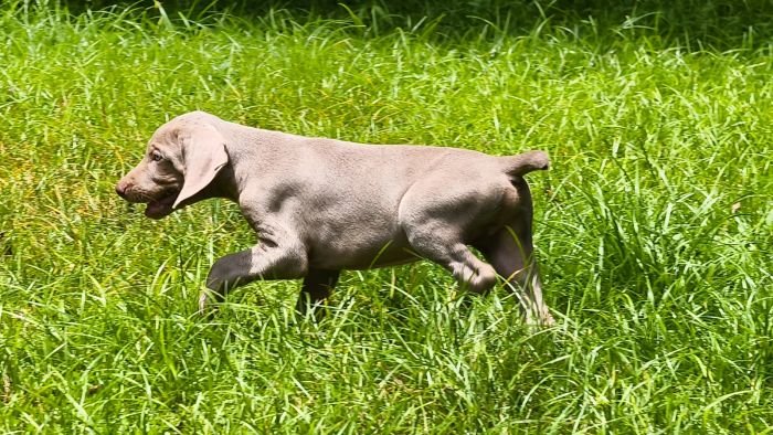 DogsIndia.com - Weimaraner - M.A. George